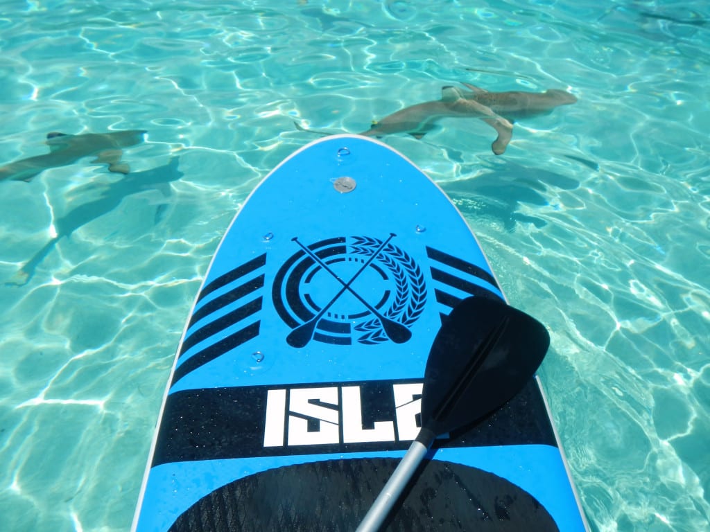 an isle isup surrounded by sharks in moorea tahiti