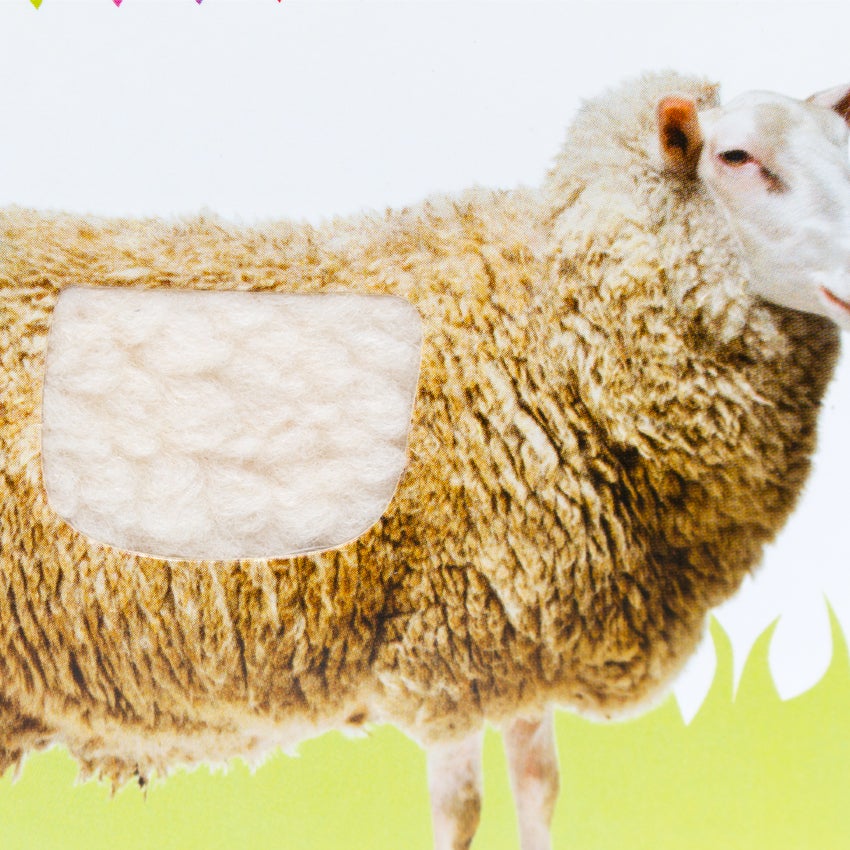 Close up on a My First Touch and Feel Cards: First Words card showing a standing sheep with the word "sheep" written in the top-left corner. There is a spot on the sheep that provides a real cotton wool texture.
