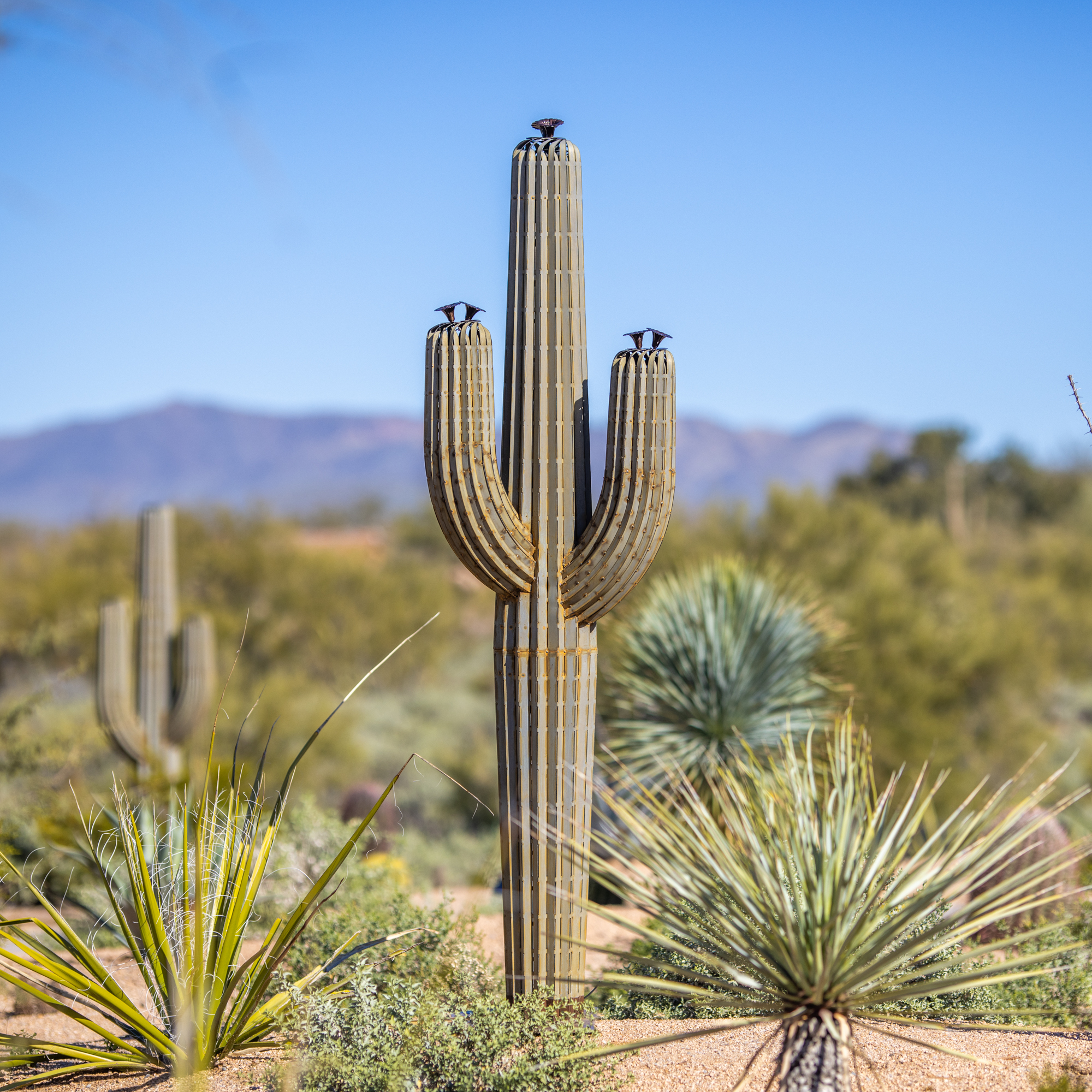 Saguaro with flower toppers