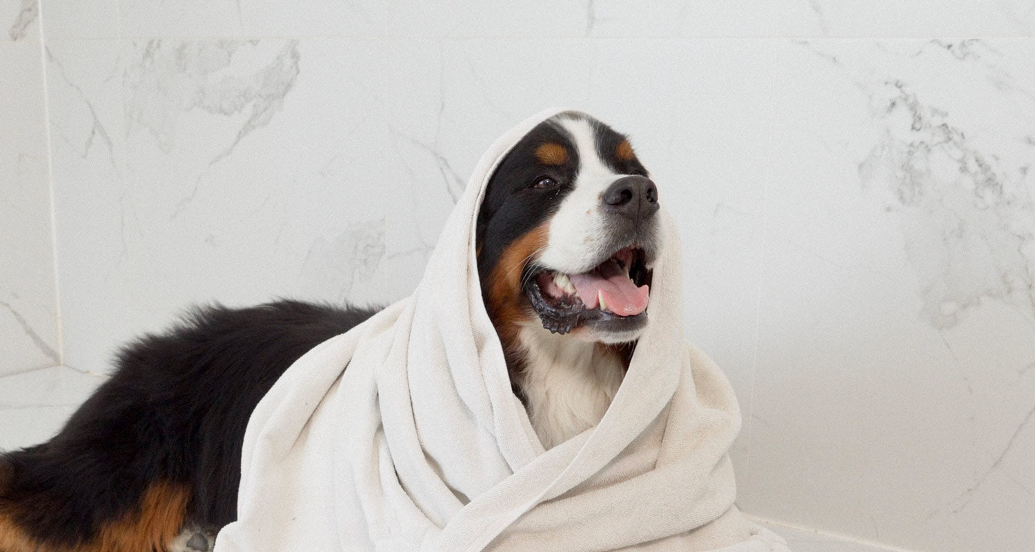 attitude dog shampoo towel pet care