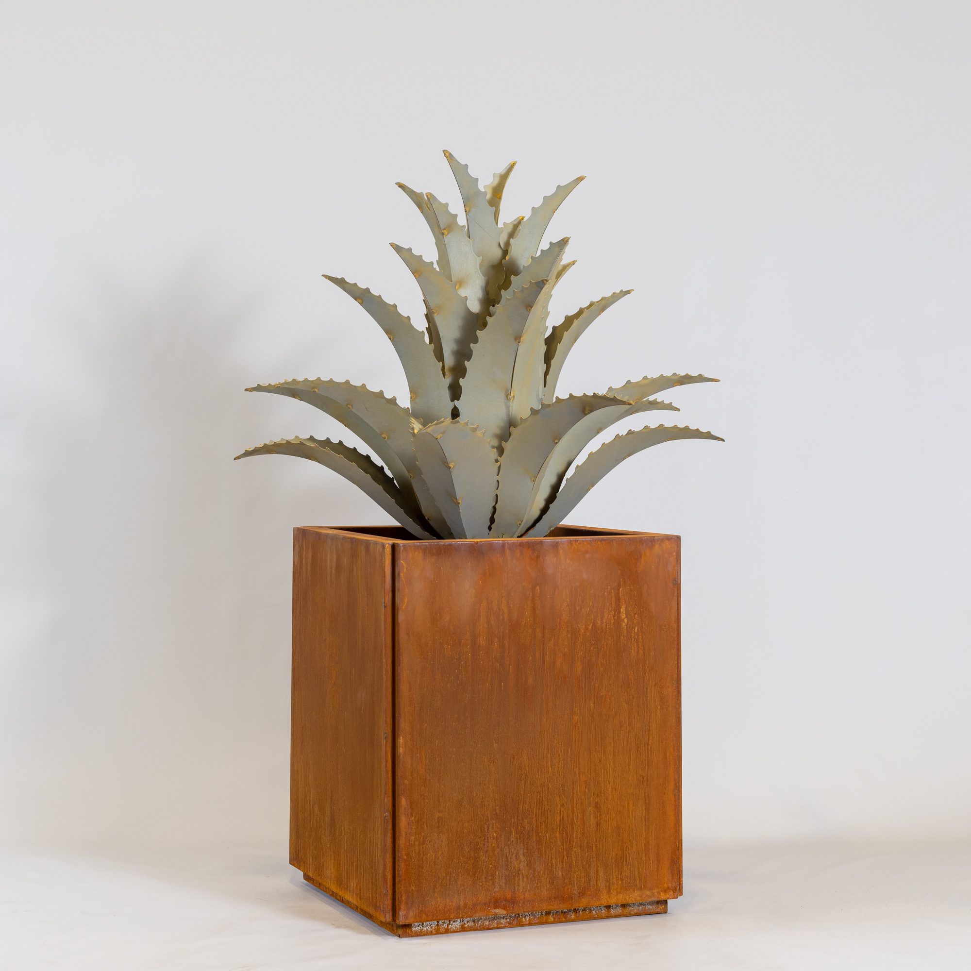 Sawtooth Agave in a planter