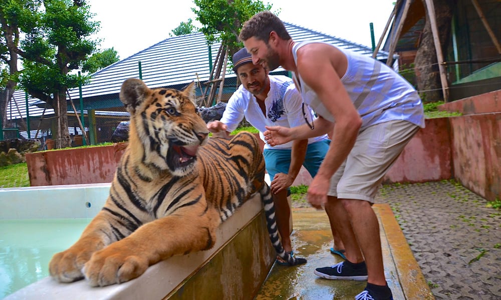 petting full grown tigers at the Chang mai tiger temple