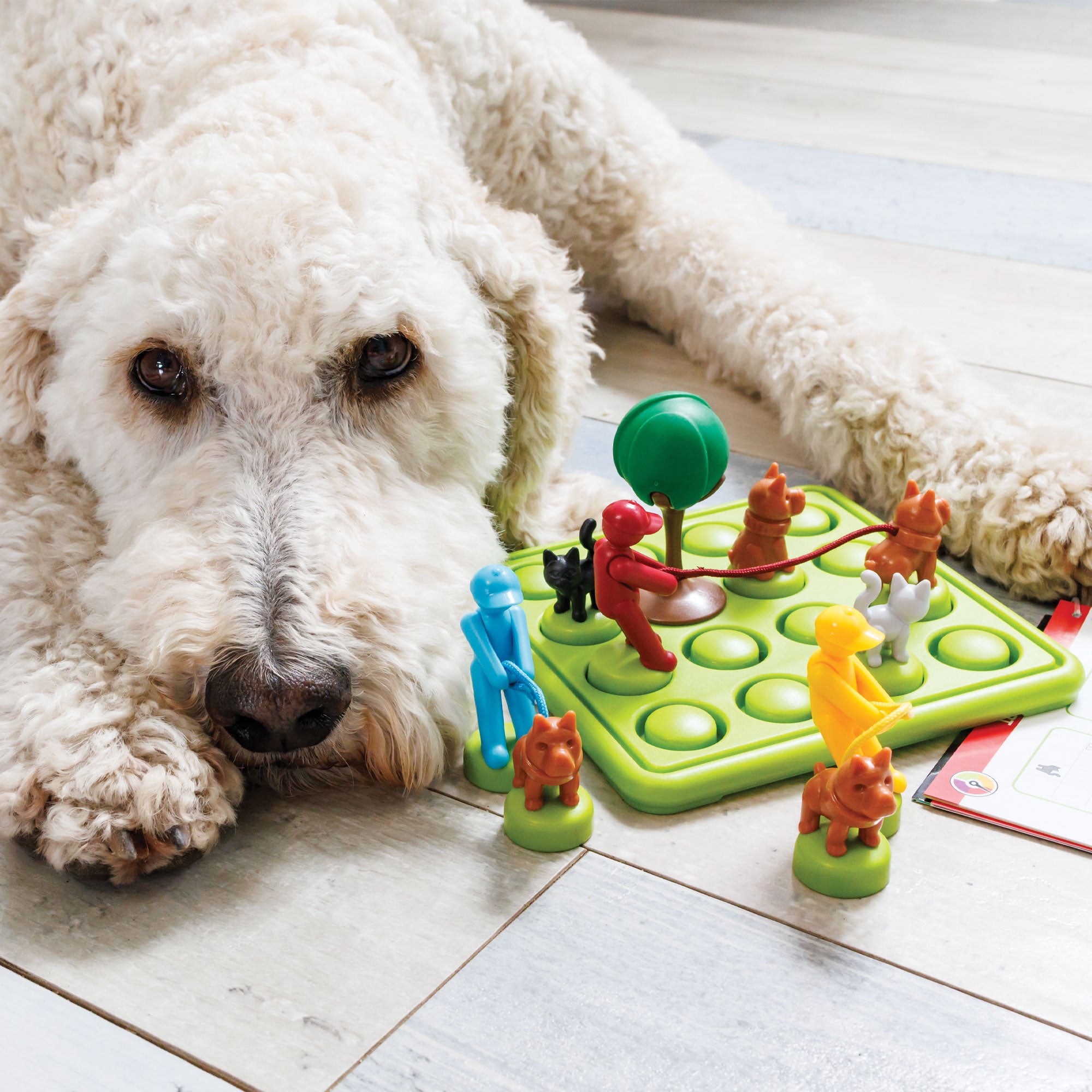A cream-colored GoldenDoodle dog laying on the floor next to the Walk the Dog Smart Game. The square game board, on the right, is bright green with a grid of 4 by 4 circles that allow pieces to be placed on top. The pieces on top are colorful men with leashes attached to a dog, a cat, and a tree piece.